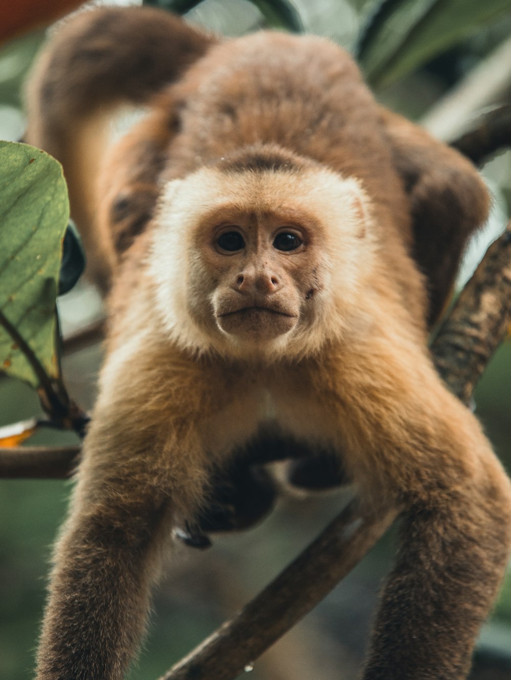 a monkey sitting on top of a tree branch