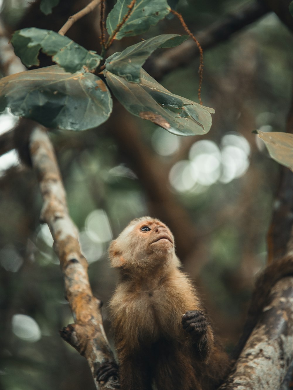 a monkey sitting in a tree looking up