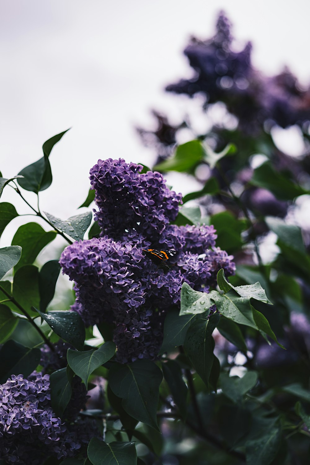 purple flower in tilt shift lens