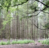 A dense forest featuring tall, slender trees with light brown trunks. The foreground is covered with green foliage and the forest floor is speckled with brown leaves. Overhead branches with lush green leaves form a natural canopy that filters the sunlight, creating a serene and calm setting.