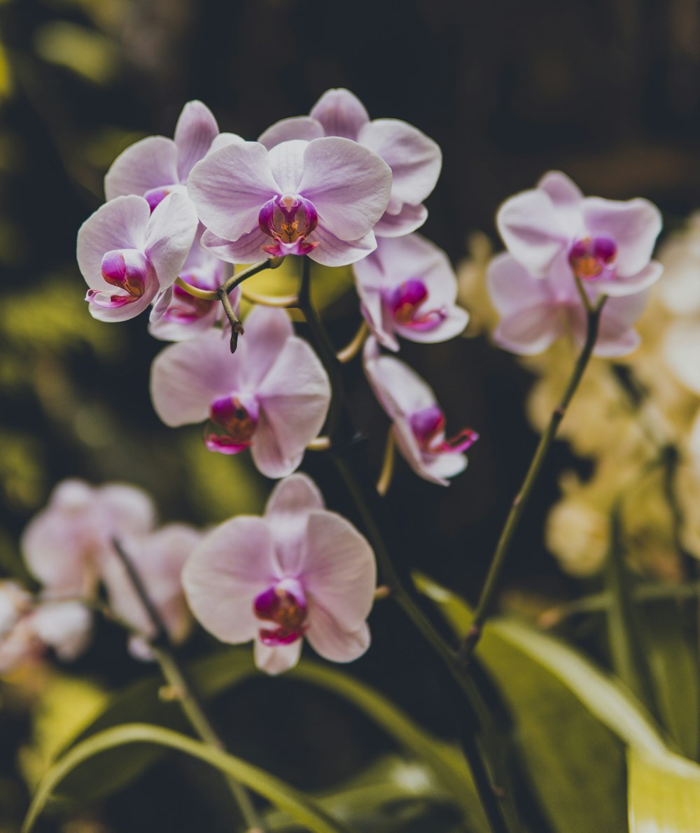 pink and white flower in close up photography