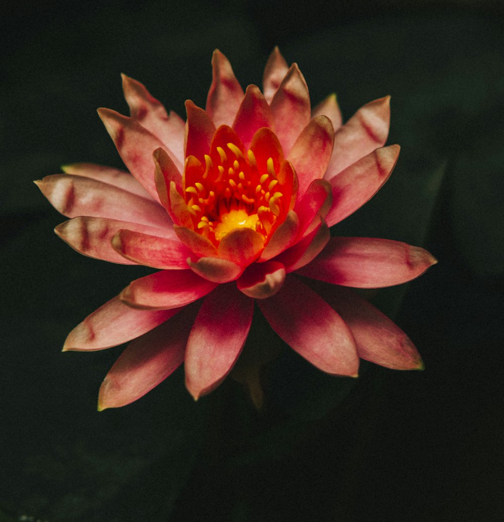 pink lotus flower in bloom