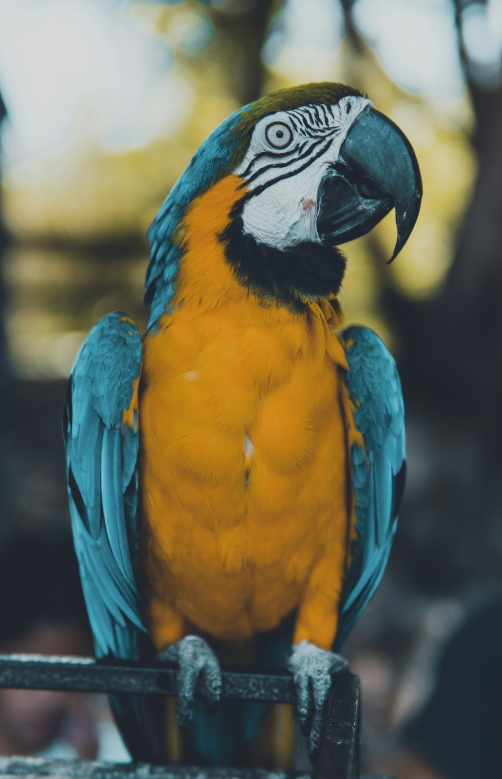 blue yellow and white macaw