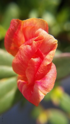 A close-up of a colorful flower in bloom.
