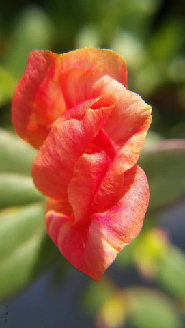 A close-up of a colorful flower in bloom.
