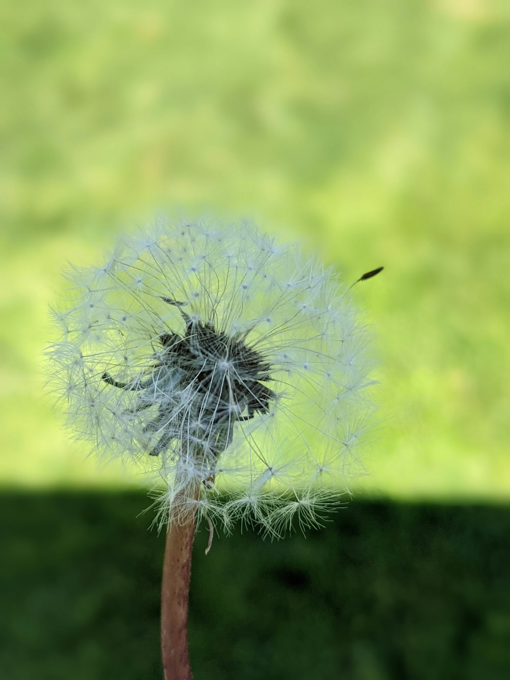 a close up of a dandelion with a blurry background