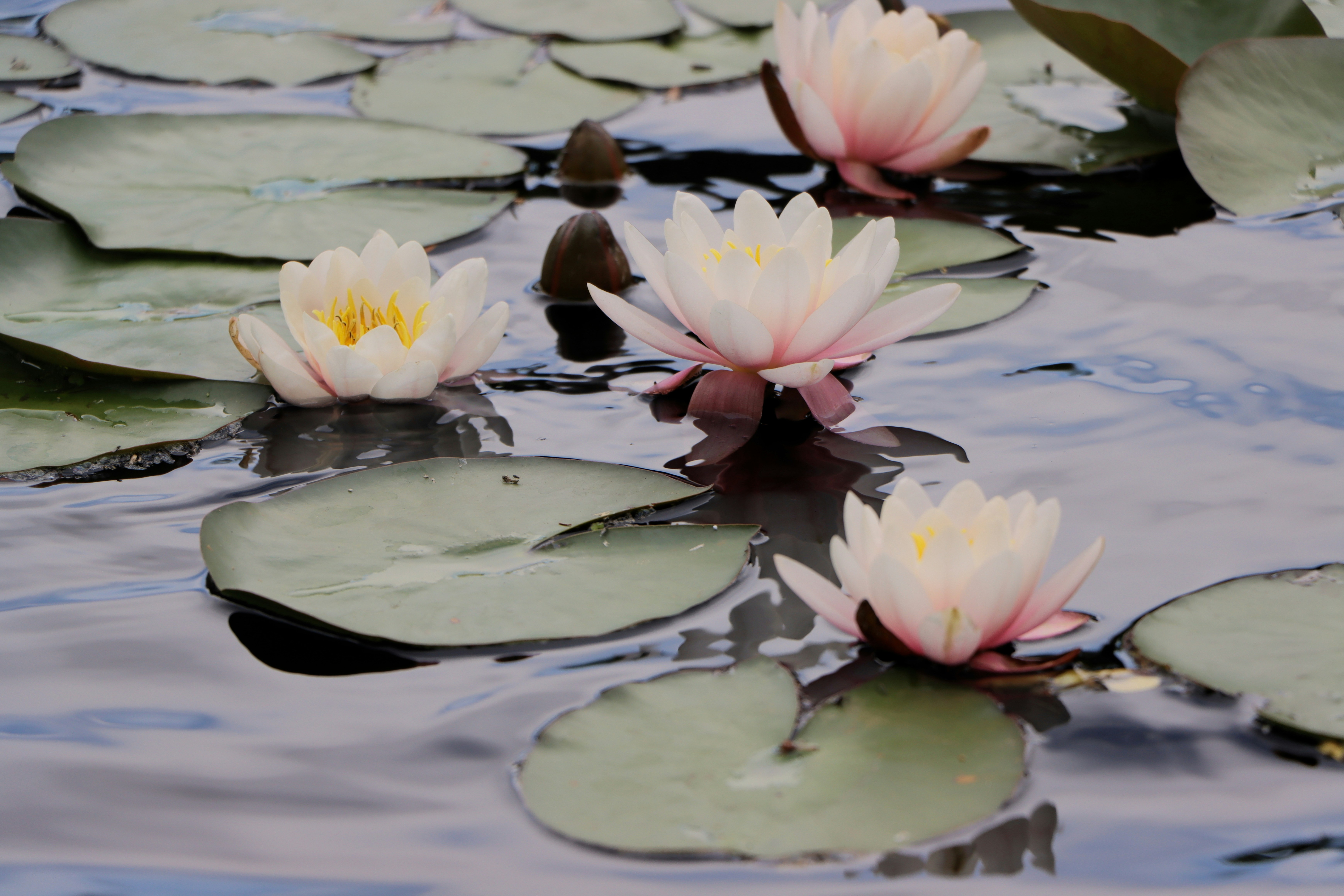 Photo by brandon_cai_hongtao