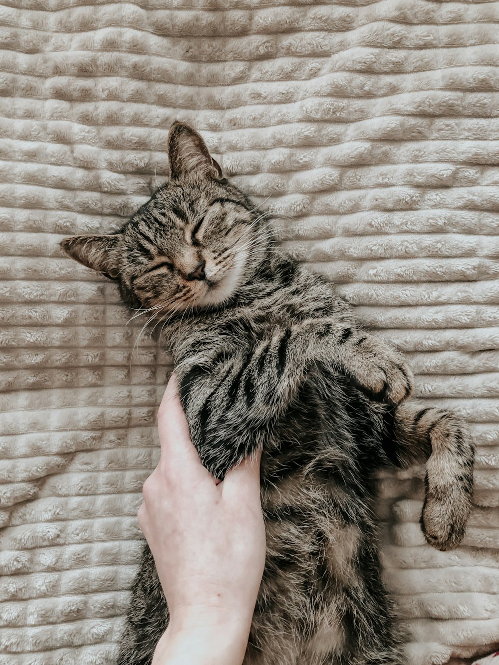 a person is petting a cat on the bed