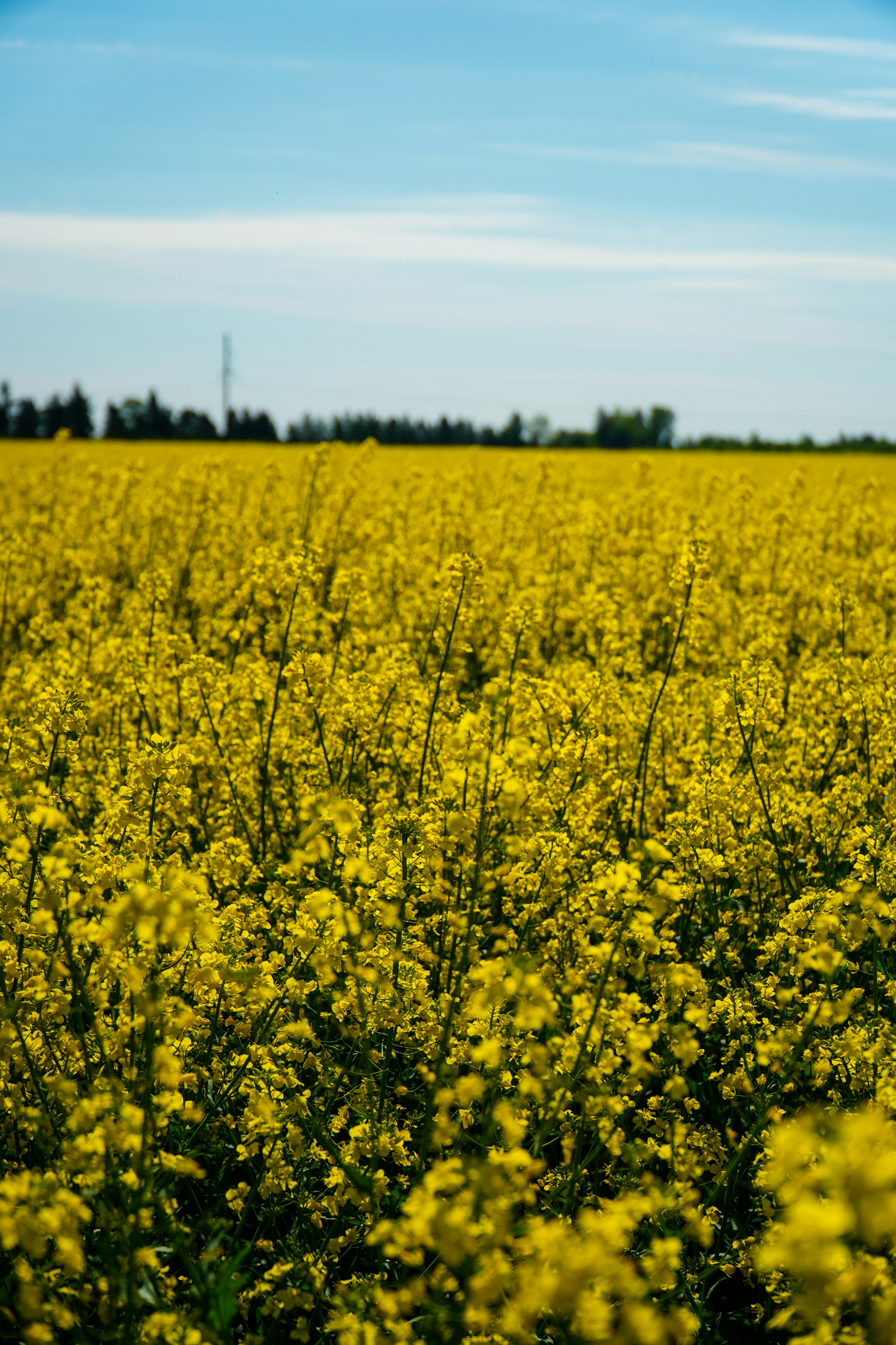 yellow flower field during daytime
