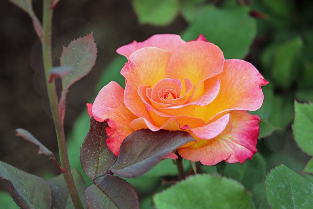 a pink and yellow rose with green leaves