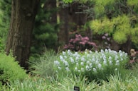 A lush garden scene showcasing a variety of blooming flowers.