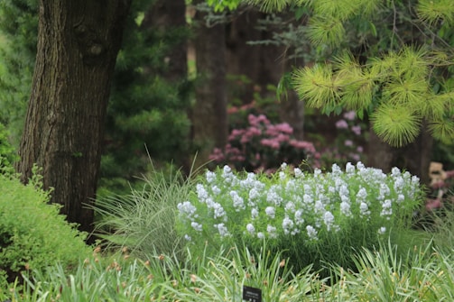 A lush garden showcasing various plants and flowers.