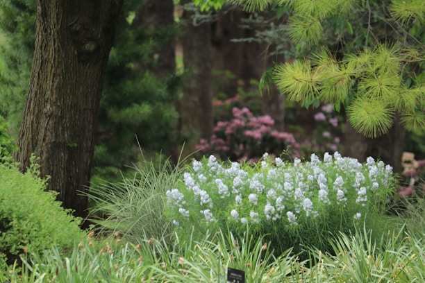 An inviting garden scene showcasing diverse plants and landscaping.