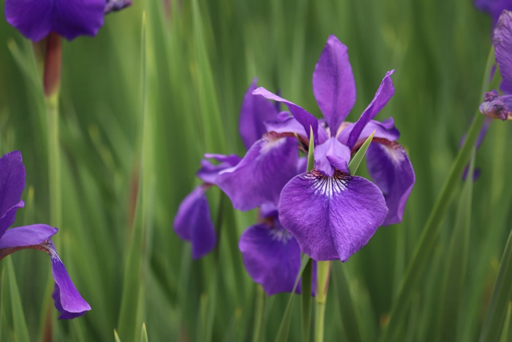 a close up of purple flowers in a field