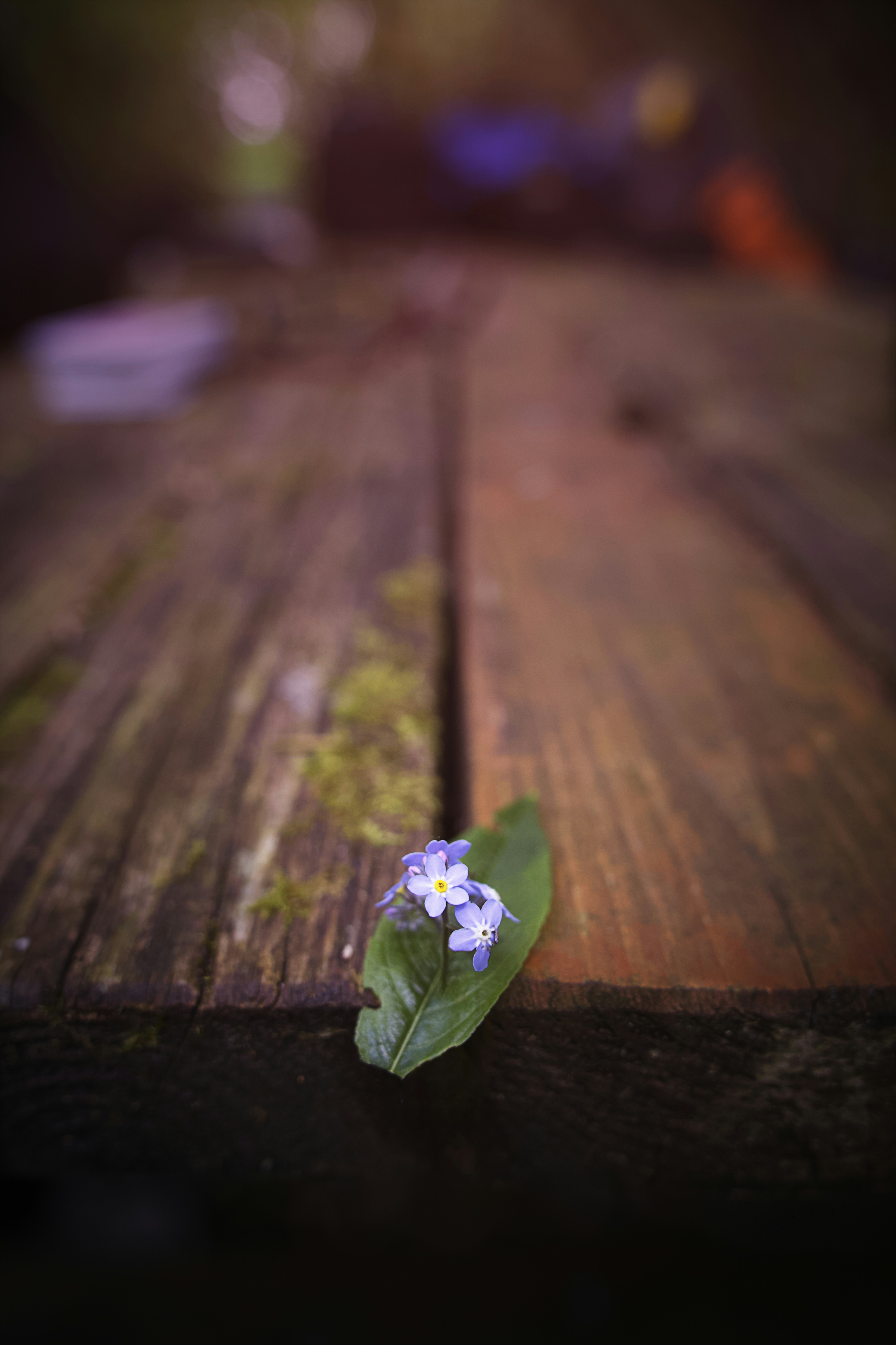 green leaf on brown wooden table