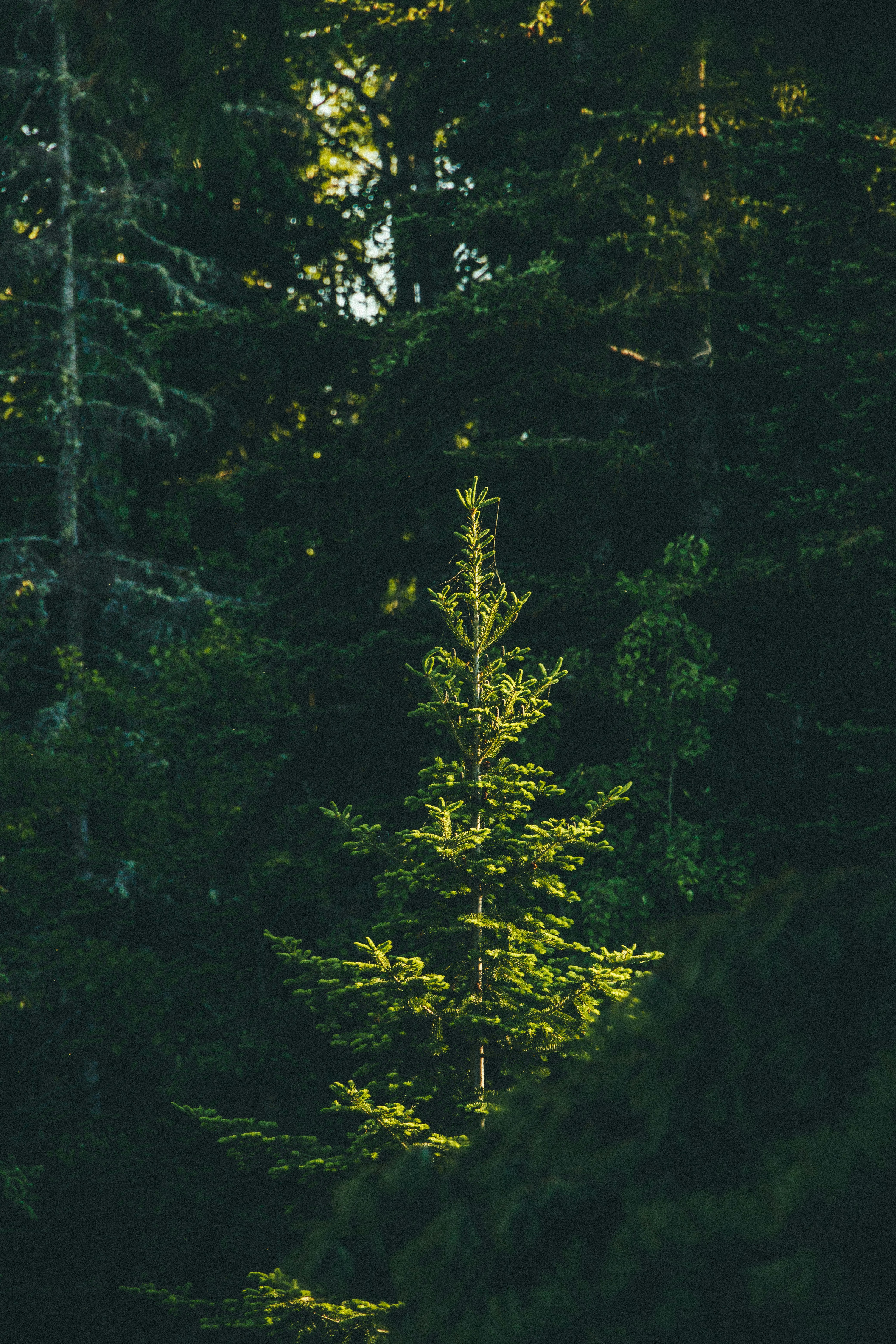 green trees in forest during daytime