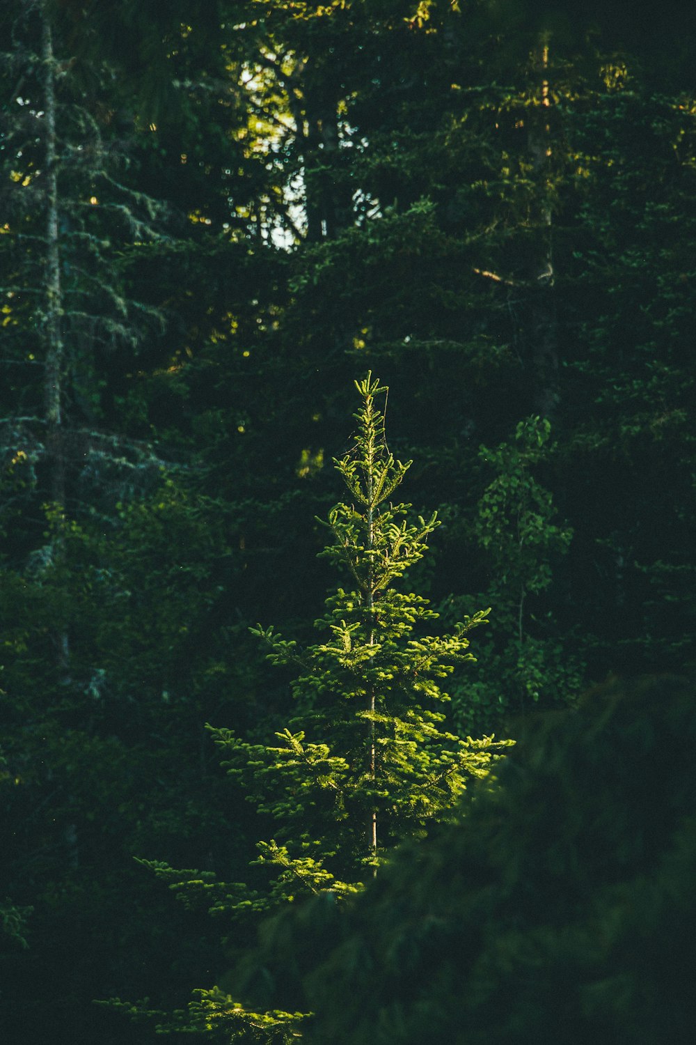 green trees in forest during daytime