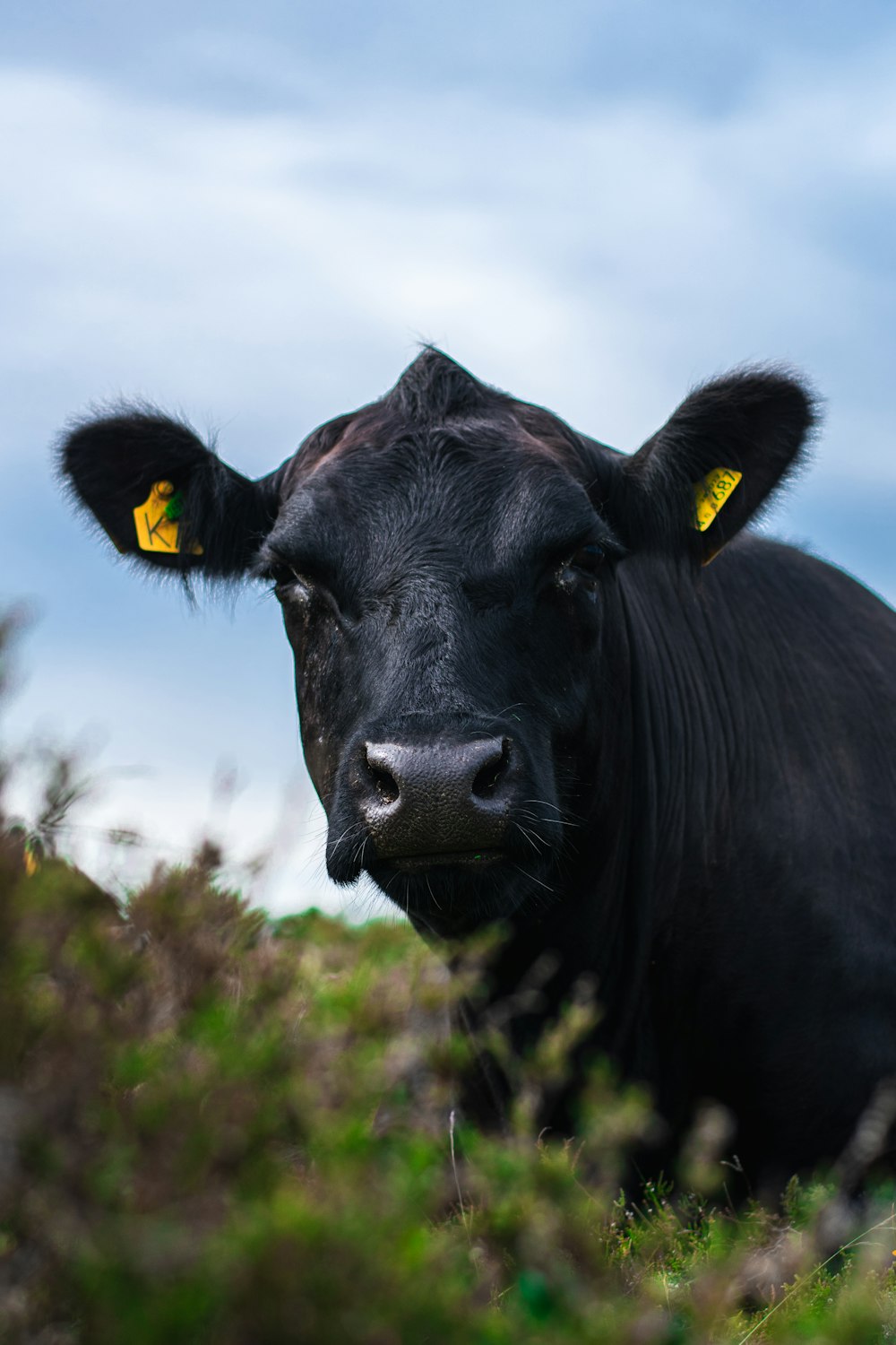 Vache noire sur un champ d’herbe verte pendant la journée