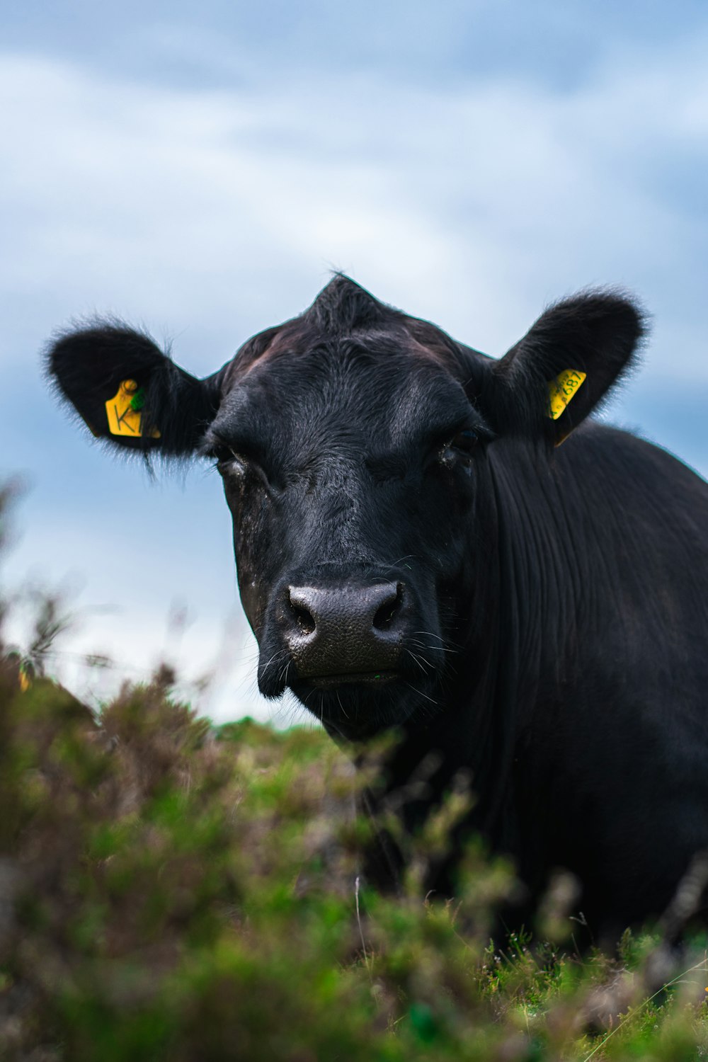 black cow on green grass field during daytime