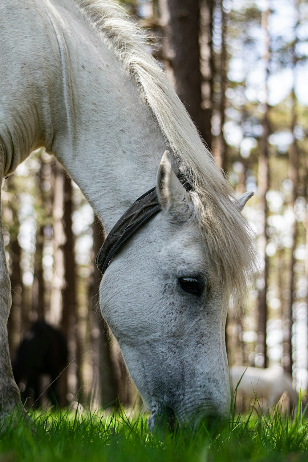 white horse in close up photography