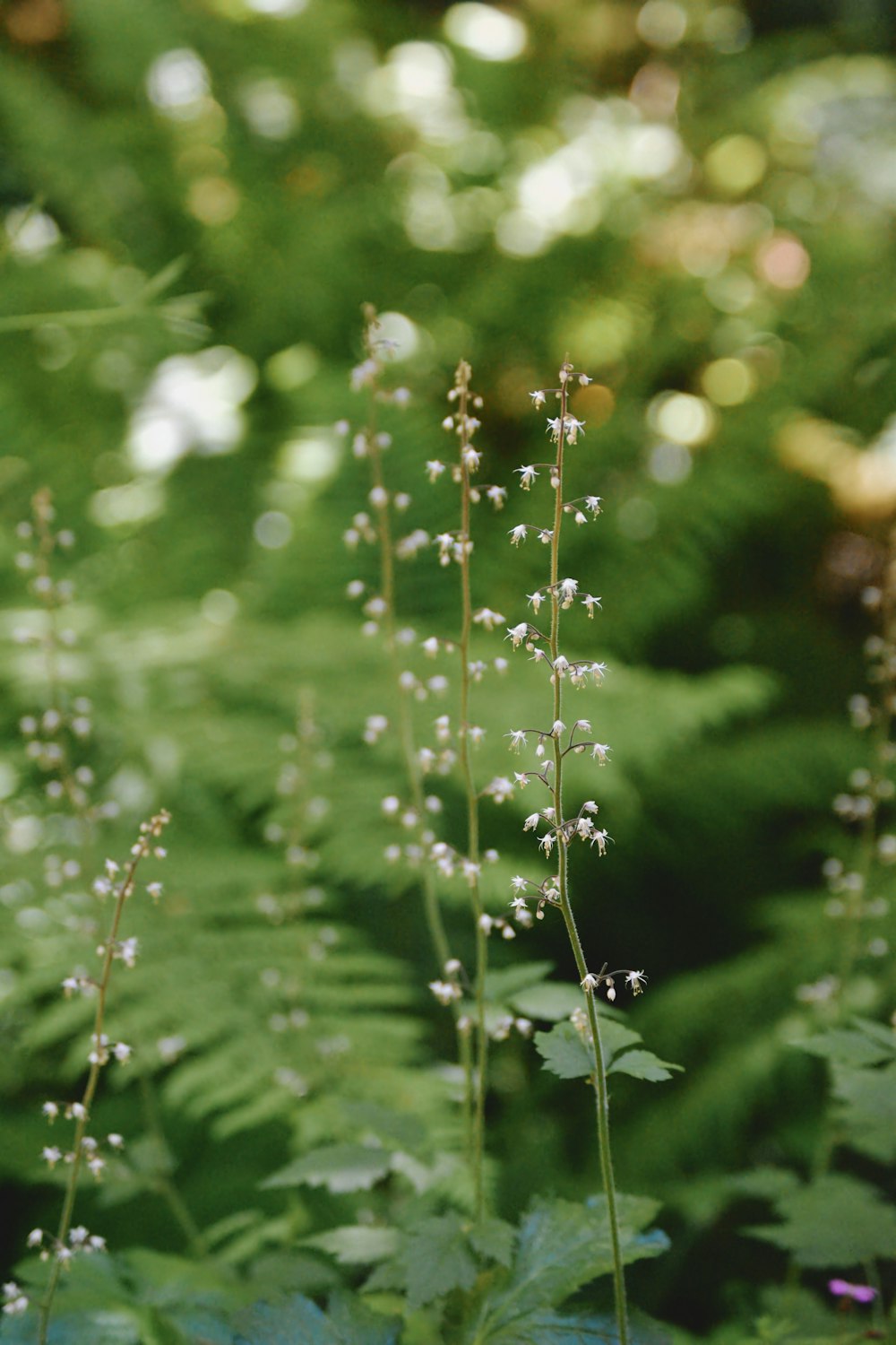 a close up of a plant with white flowers