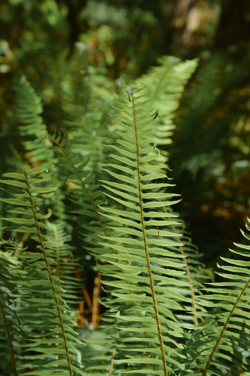 Un primo piano di una pianta verde con molte foglie