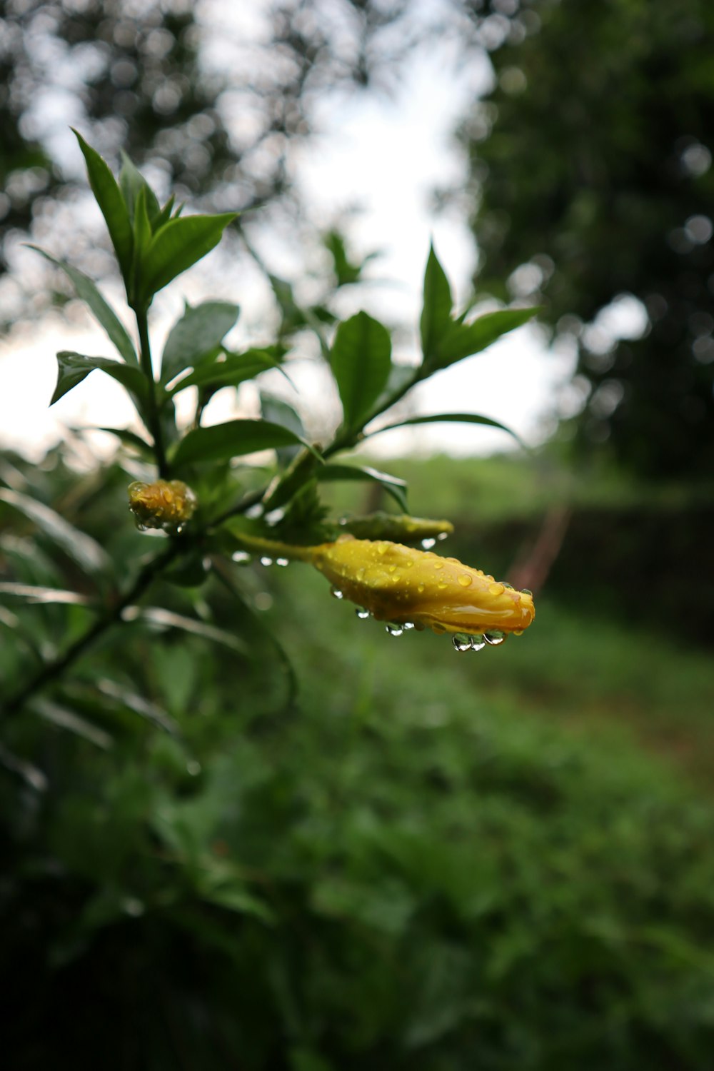 un primer plano de una planta con gotas de agua