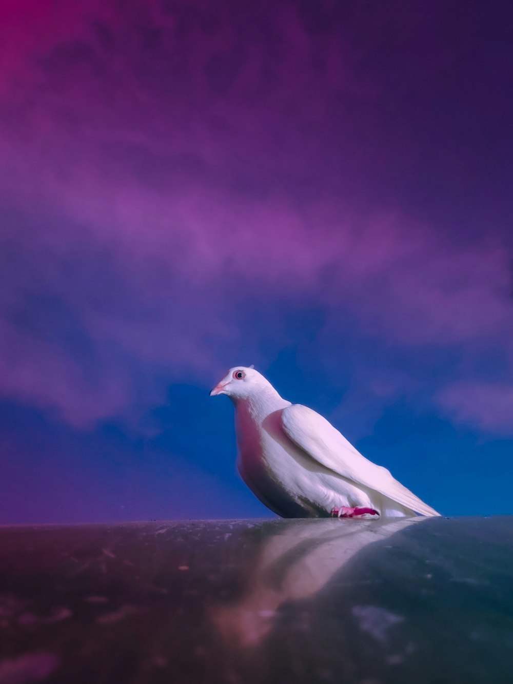 white bird on gray concrete surface