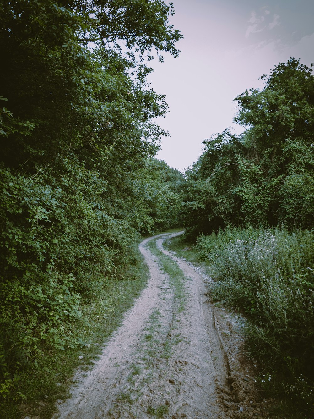 a dirt road in the middle of a forest