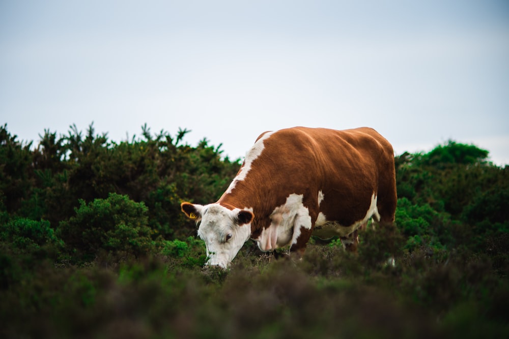 white and brown cow on green grass field during daytime