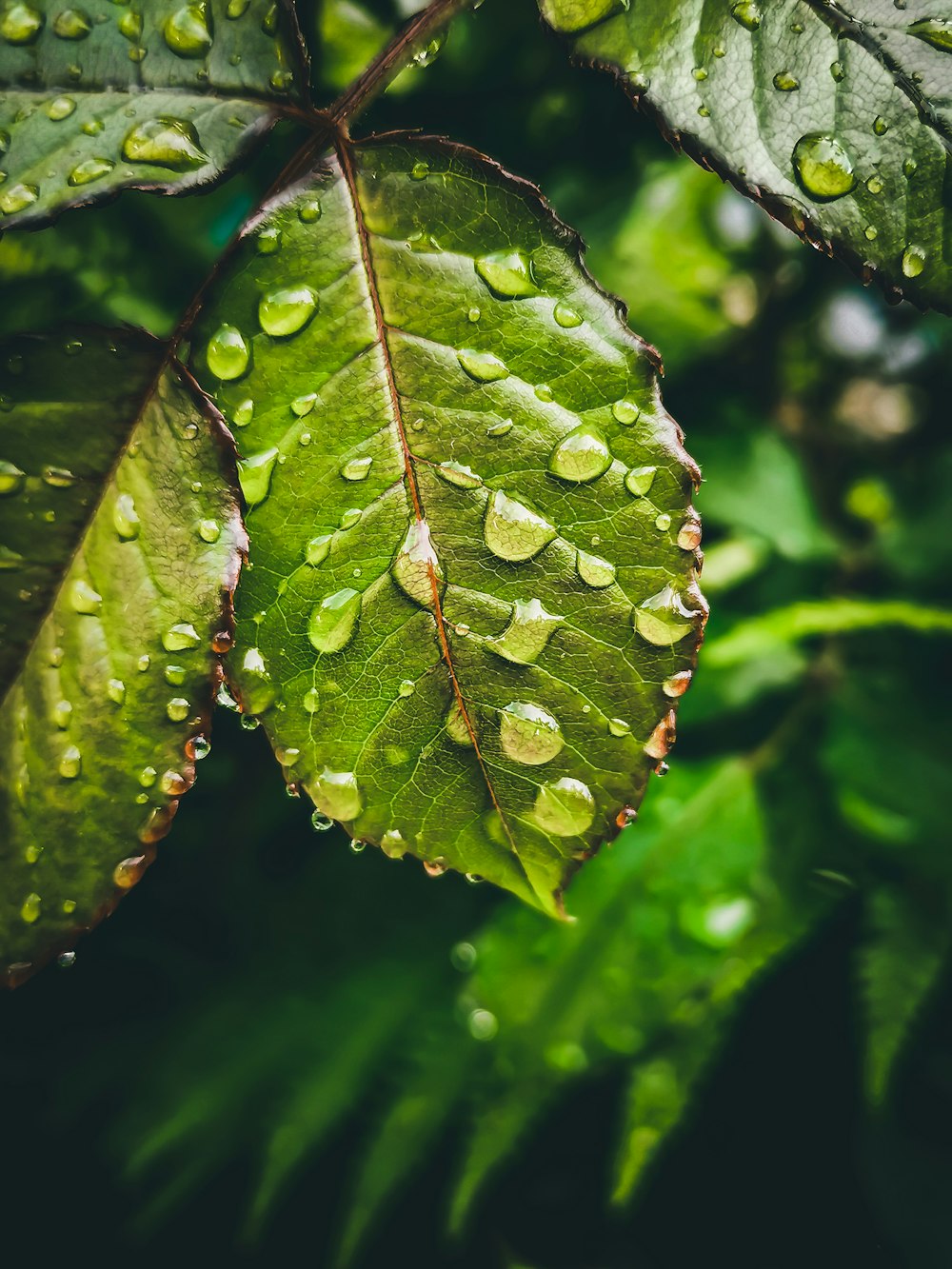 a green leaf with drops of water on it