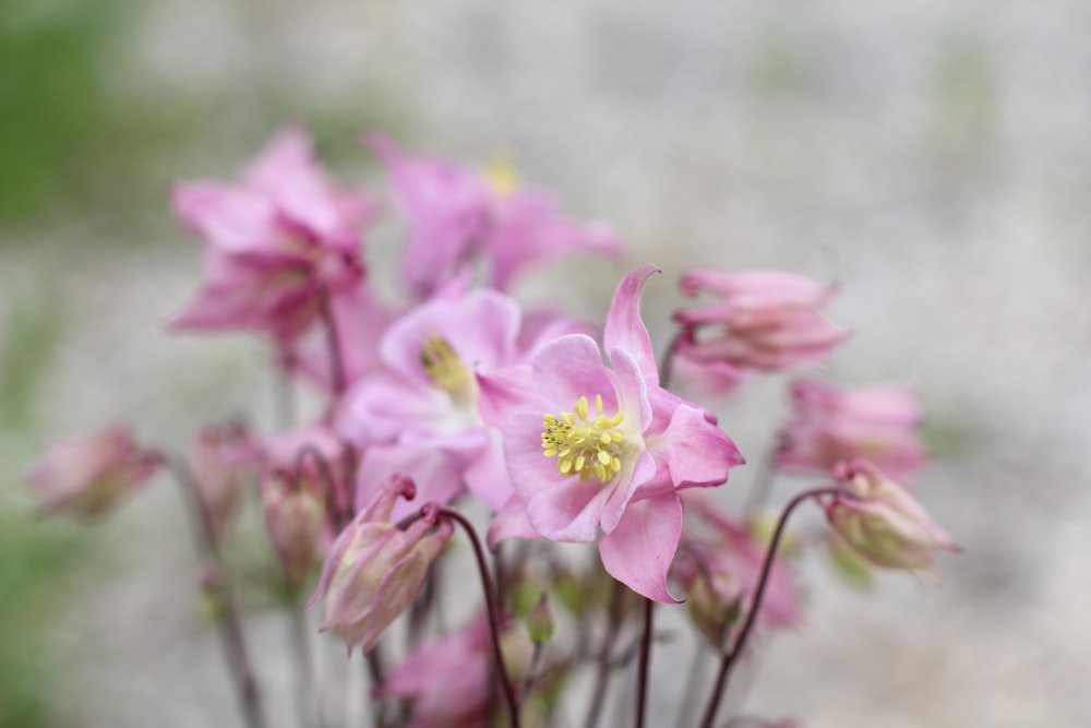 pink flowers in tilt shift lens