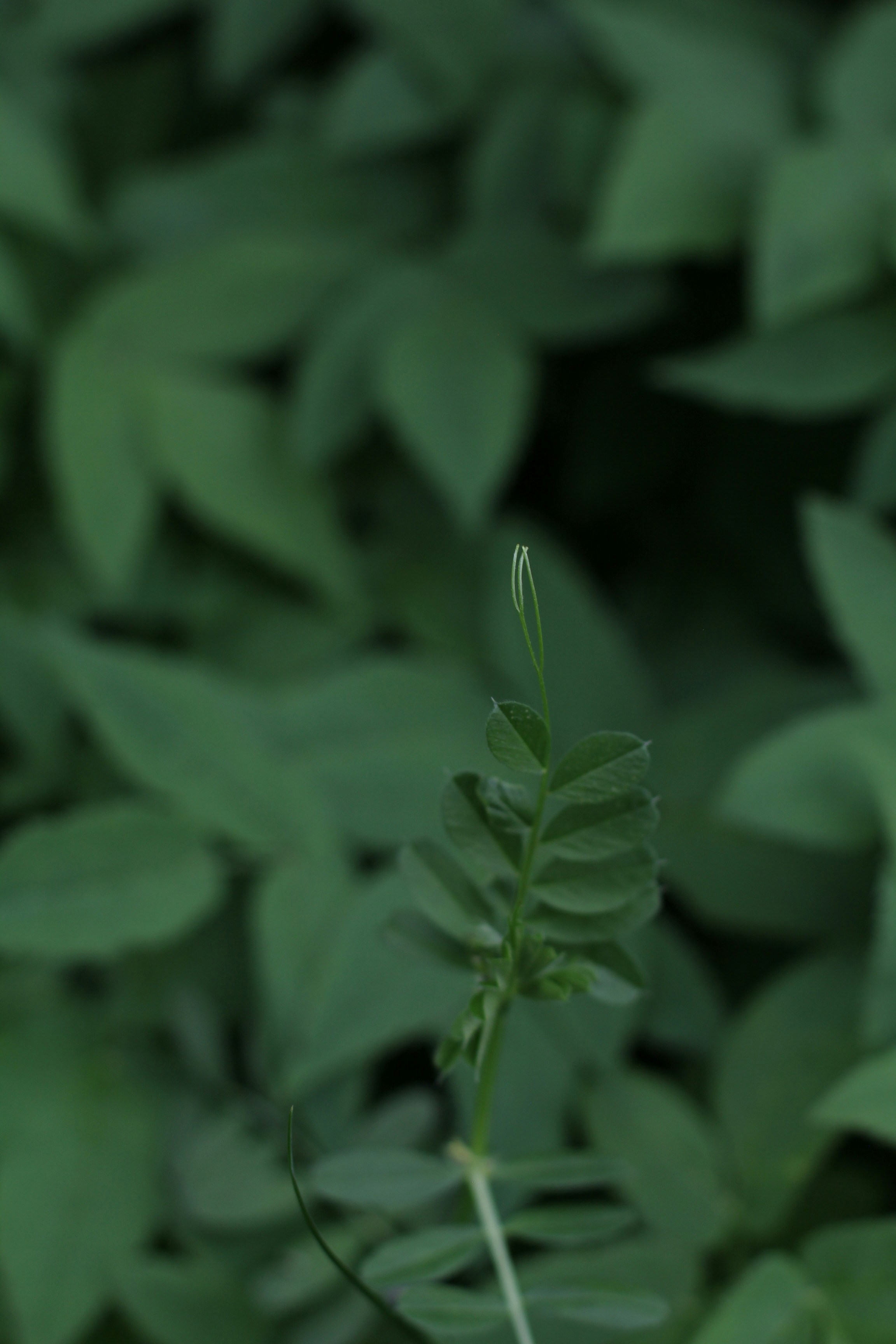 green plant in close up photography