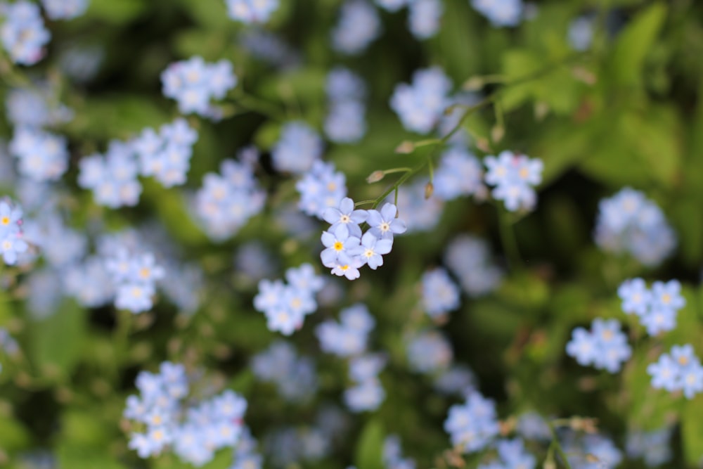 white flowers in tilt shift lens