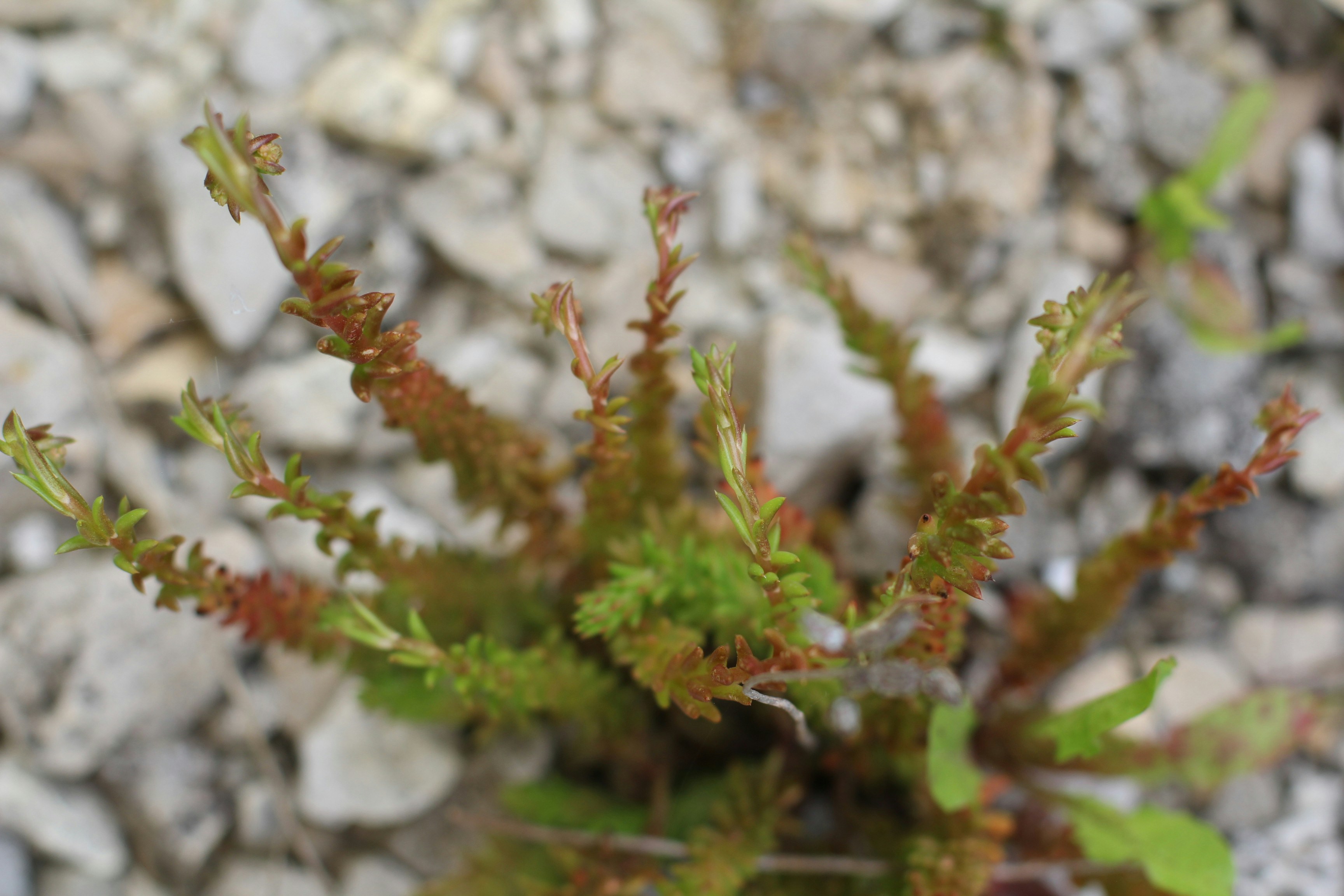green and brown plant on white rock