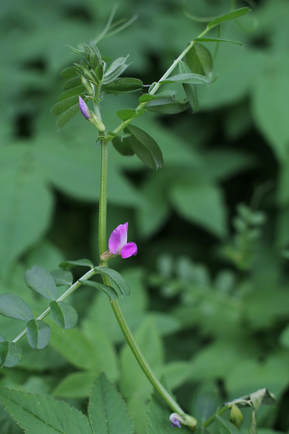 purple flower in tilt shift lens