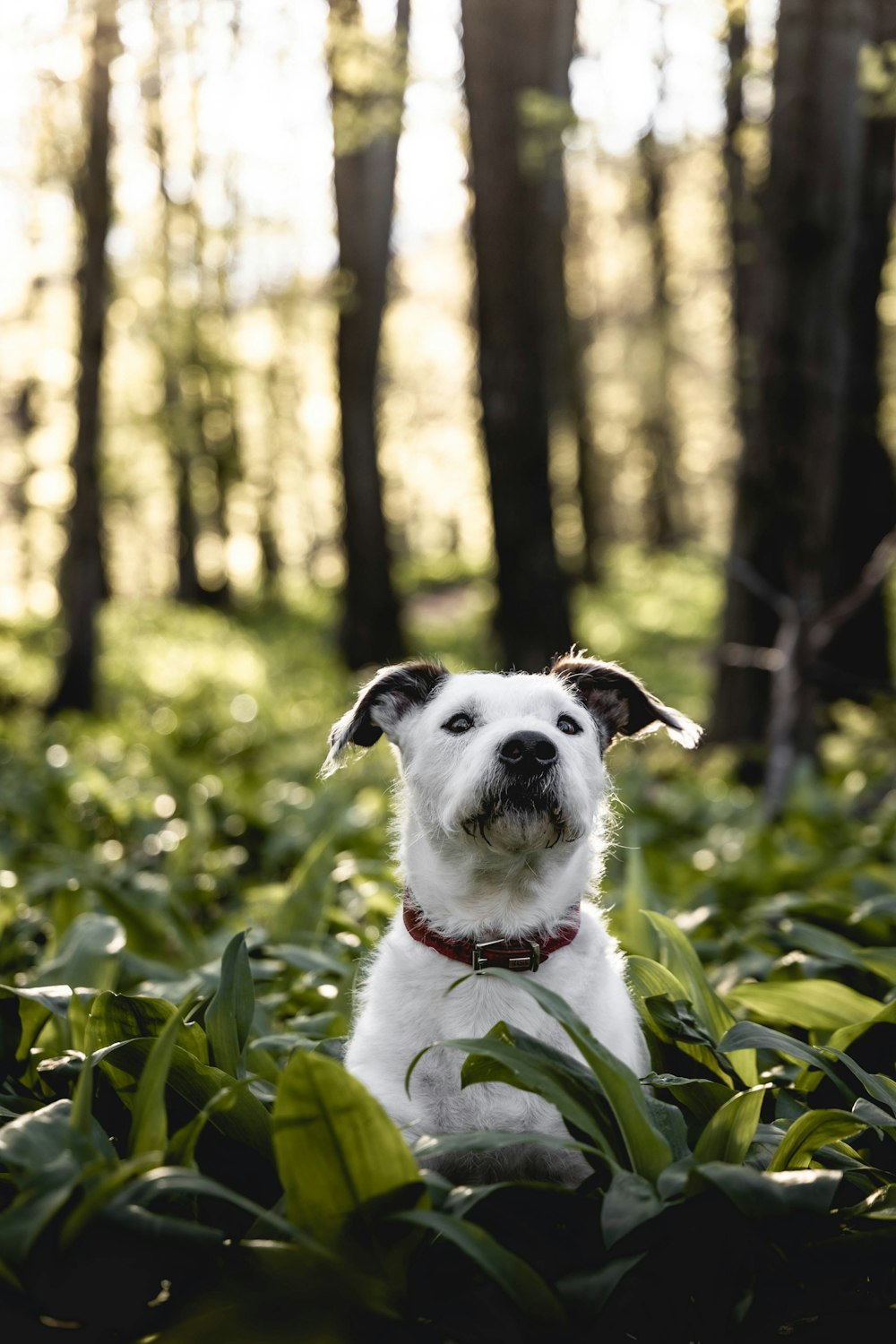 white and black short coated dog on green grass during daytime