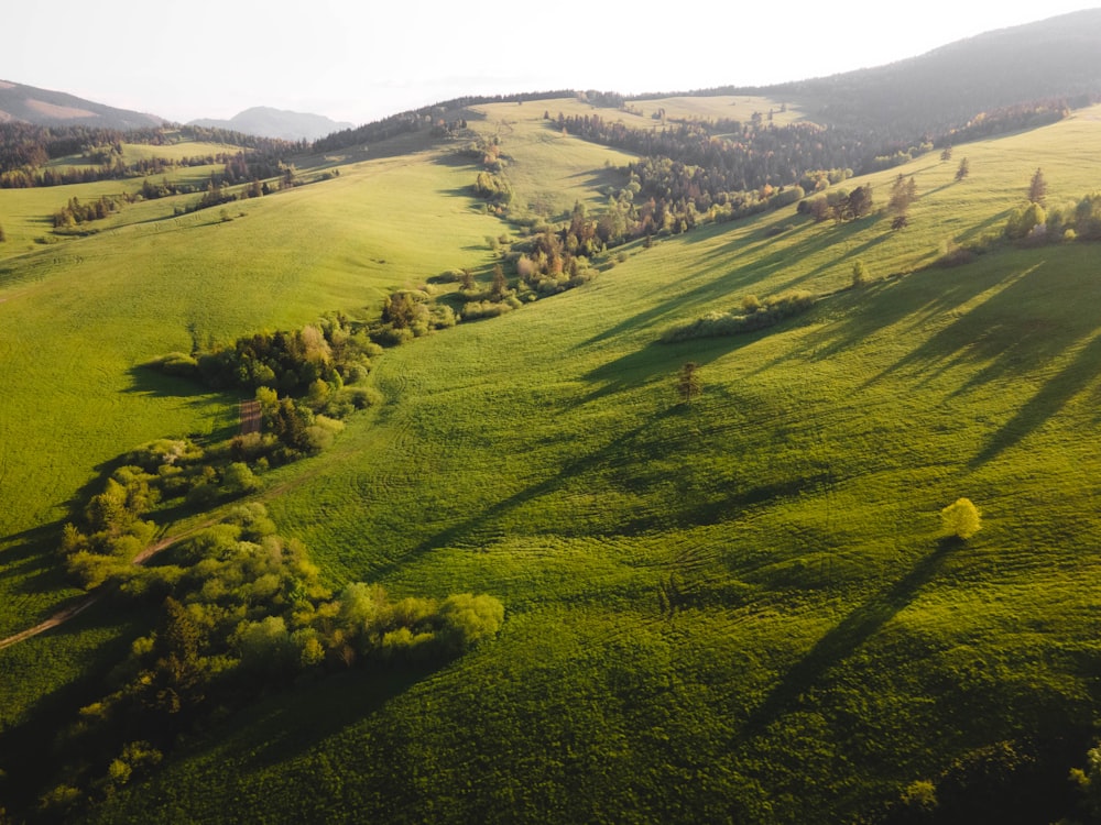 green grass field during daytime