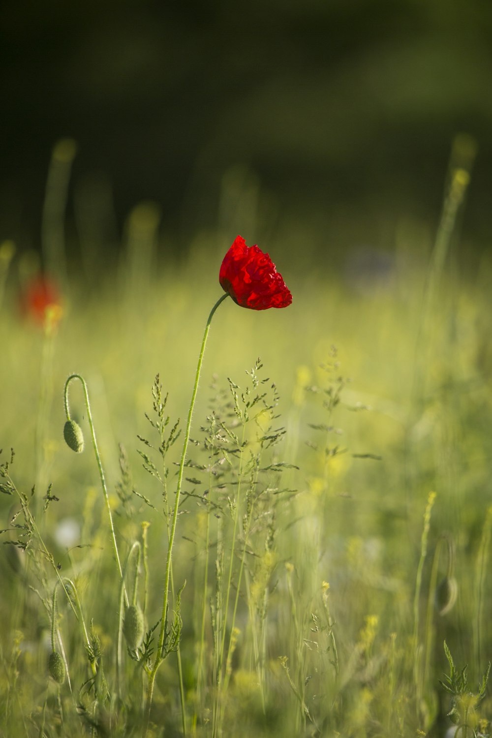 낮 동안 푸른 잔디밭에 붉은 꽃