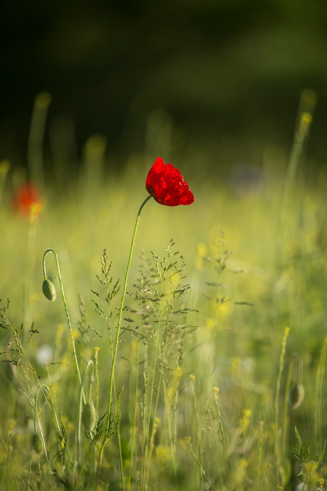 red flower in green grass field during daytime