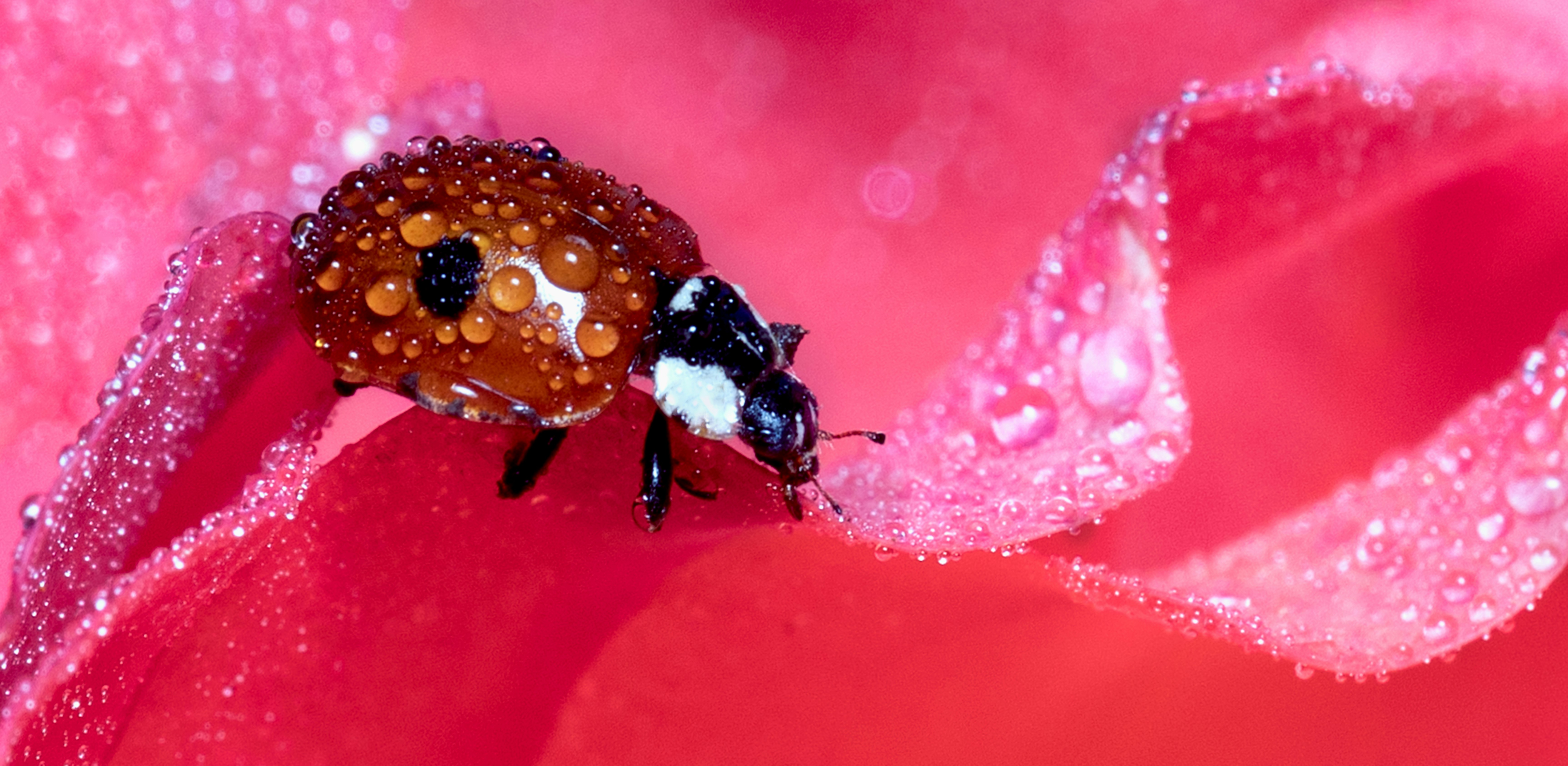 brown and black ladybug on red flower in close up photography during daytime