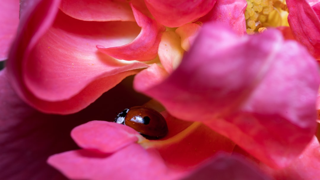 red and black ladybug on pink flower