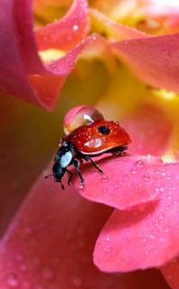 red ladybug perched on red flower in close up photography during daytime