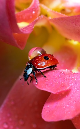red ladybug perched on red flower in close up photography during daytime