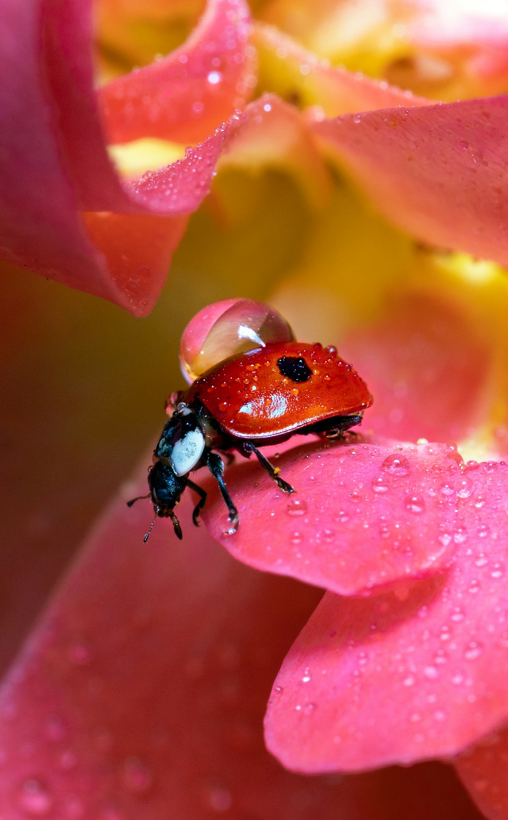 붉은 무당벌레는 낮 동안 클로즈업 촬영에서 붉은 꽃에 앉아 있습니다.