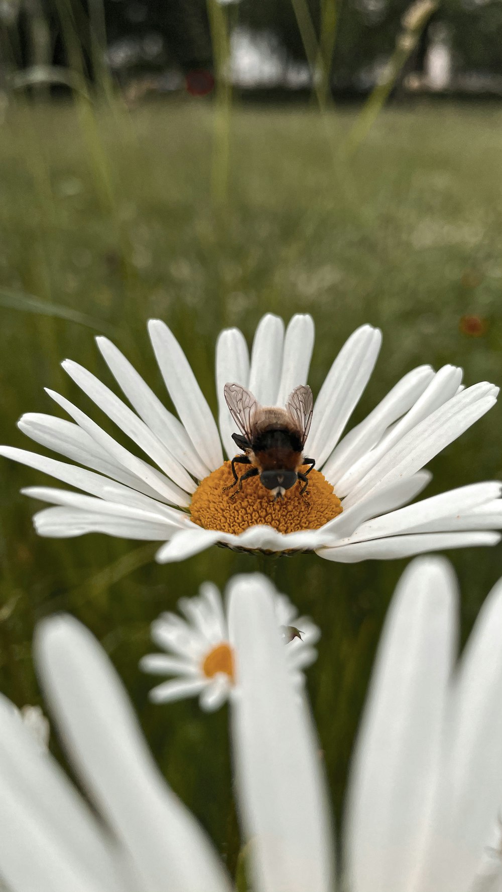 a bee sitting on top of a white flower