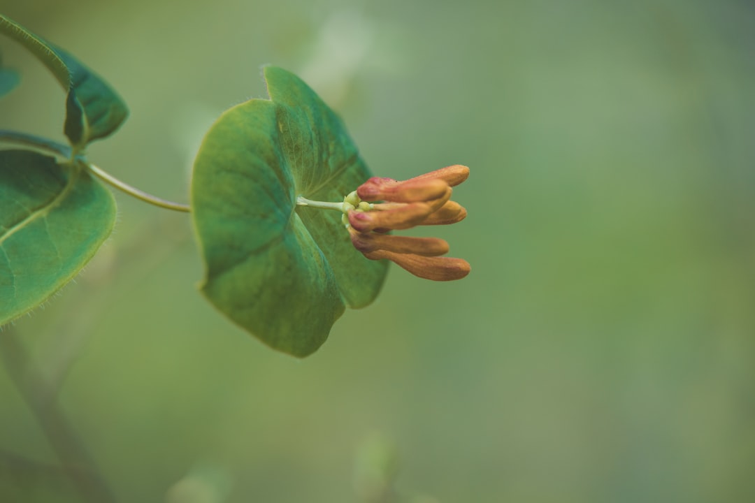 green and brown plant in close up photography