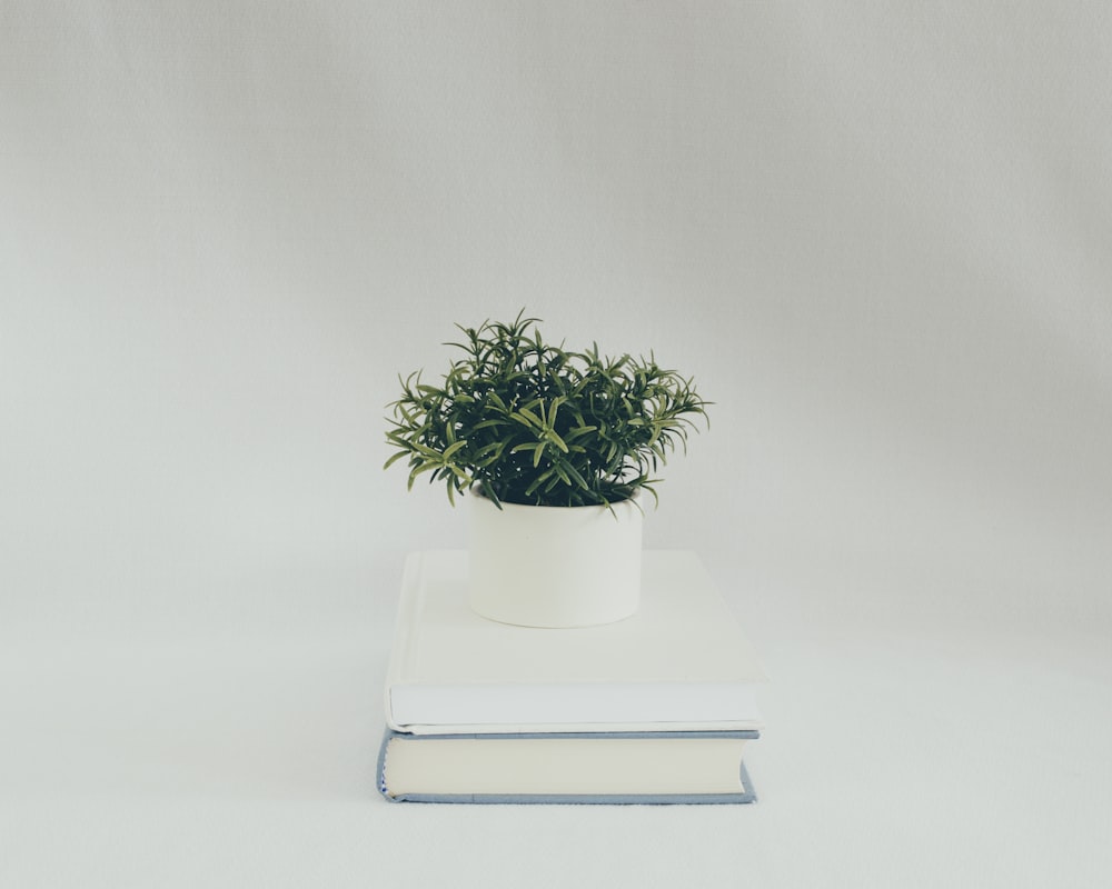 green plant on white ceramic pot