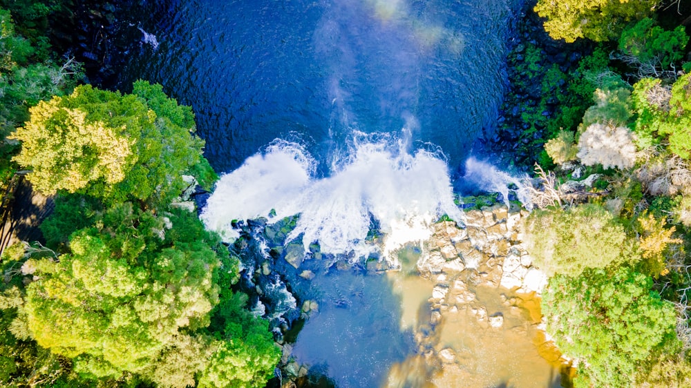 green trees beside body of water during daytime