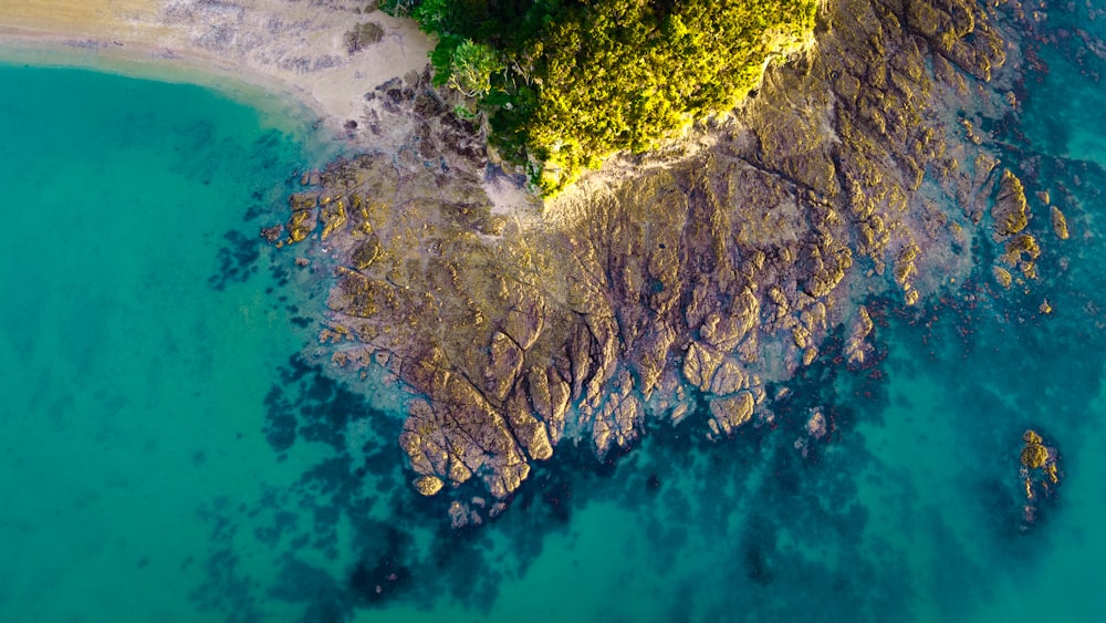 Vista aérea de árboles verdes junto a un cuerpo de agua azul durante el día